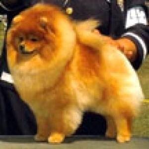 Babydoll's Body Double