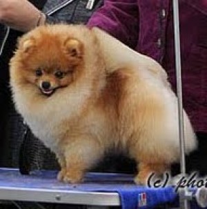 Chriscendo Card Shark