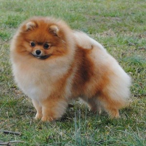 Dee Little Shake It Off