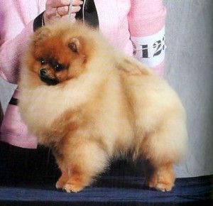 Starfire's Hello It's El Hottie