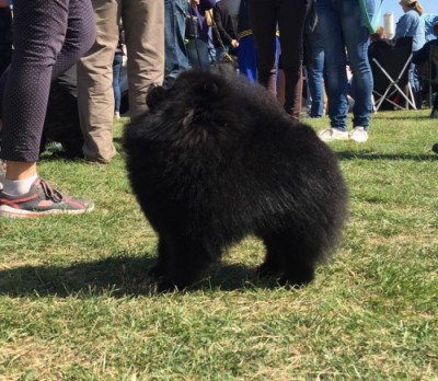 Boxer at 4yrs 9mos old