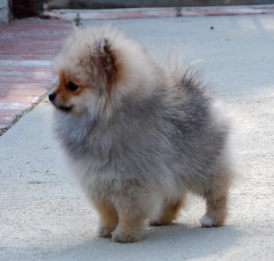 Sierra at 11 wks old