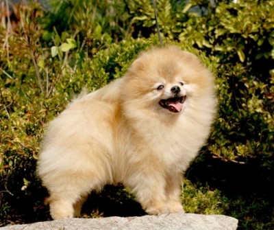 Riggs at 6 1/2 yrs old