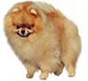 Jolvin Cyberspace Warrior