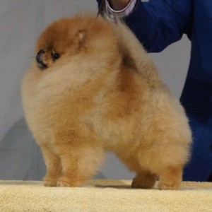 Starlight Super Star