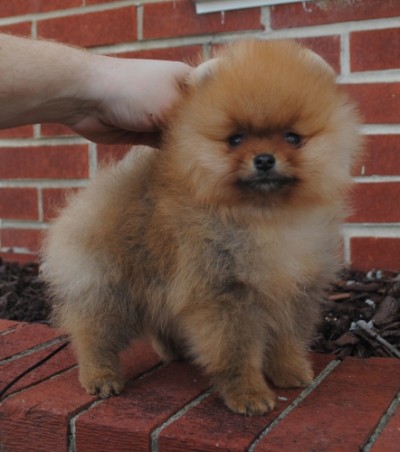 Samwell at 8 wks old