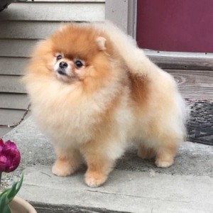 Silhouette's Sword In The Stone