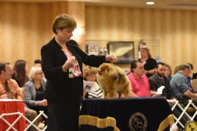 Sweetie showing at the APC National in Kentucky. Photo by Mario Panlilio.