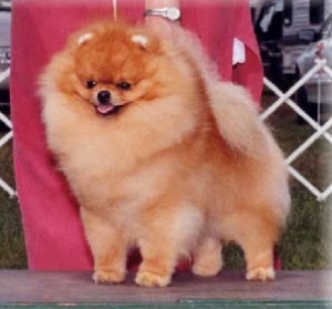 Indiana Jones of Lenette