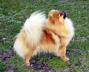 Velocity's Simply Stunning