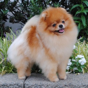 Silhouette's Stark In Winterfell