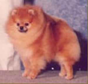 Starfire's Nicolas El Grande