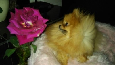 Lily stopping to smell the flowers