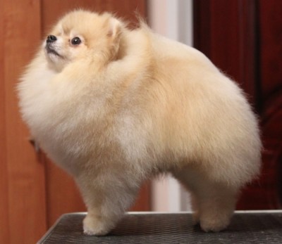 Sherbert at 6 years old