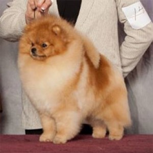 Chriscendo Conquistador