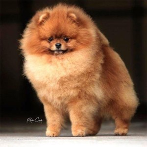 Moxiepom's Max Schmeling