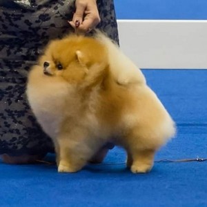 Dan-Star-Kom Lindo Tatoo