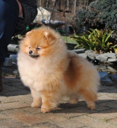 Myrcella at 8mos old