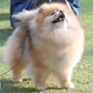 Winning Star's Princess of Korea