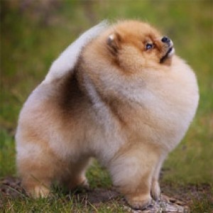 Family Poms Salmon D'Arezzo