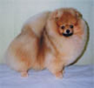 Corleah's Ever Ready At Wei Toi