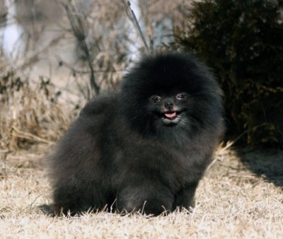 Blackberry at 5 yrs old