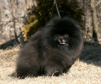 Blackberry at 5 yrs old