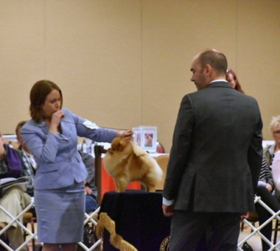 Bran in the ring at the 2017 American Pomeranian Club National where he took 2nd in Sweepstakes 9-12 mos.