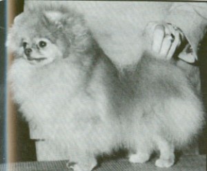 Emcee's Sparkling Miss Model