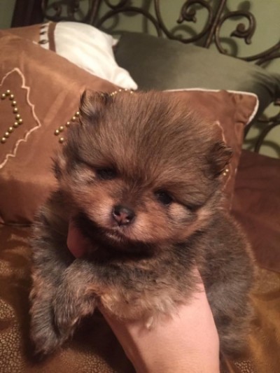 Desi at 4 wks old