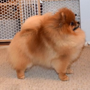 Furrycreek's All Decked Out