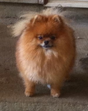 Furrycreek's Pretty Latoya