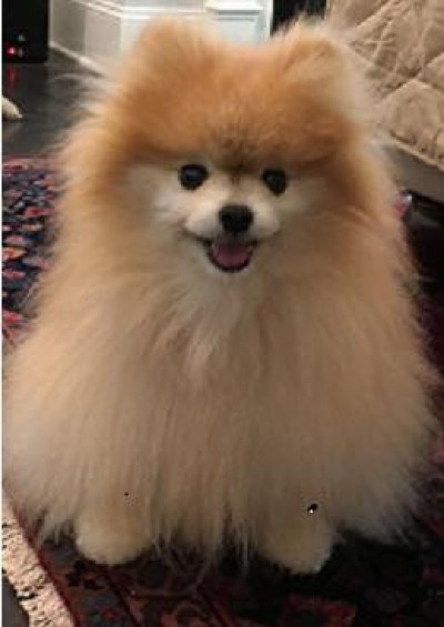 Adia at 12 years old enjoying retirement