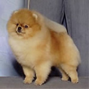 Glen Iris Essence Of Cuilean