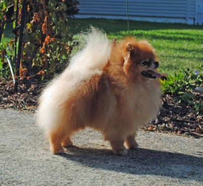 Jorah at 4yrs 8 mos old