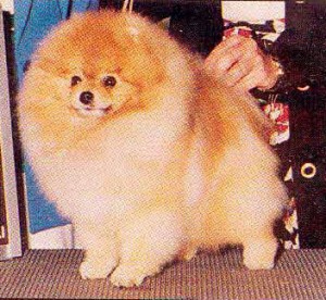 Chinadoll's Sudden Impact