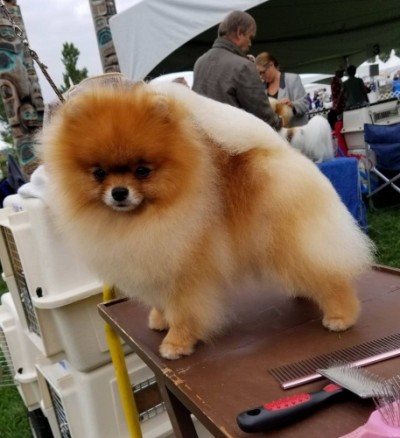 Tarly waiting to go in the ring in Canada, summer 2017