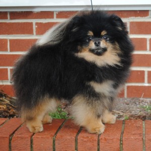 Stealurheart's Lover's Lock