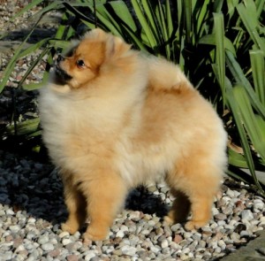 Hey Hi Hello Premiera Poland