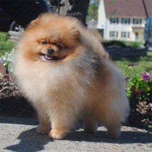 Chriscendo Continuum