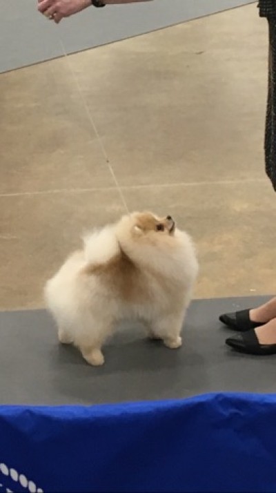 Winston at 8 mos old