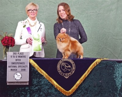 Courtney winning 3rd in Puppy 9-12mos Sweepstakes at the APC National in 2018.