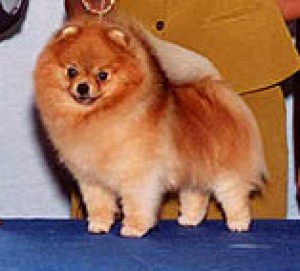 Jan-Shars Dudly Doright