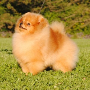 Silhouette's Starbuck