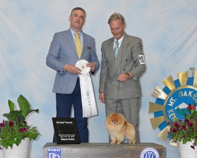 Tarly winning Group 4 the weekend he finished his Am Ch.