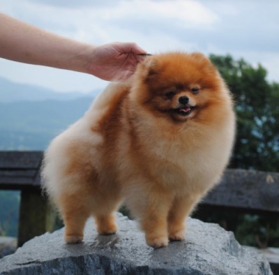 Bran at 2yrs 2 mos old