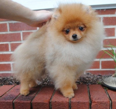 Bradley at 20 wks old