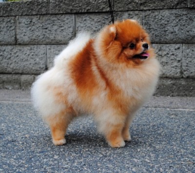 Bran at 2 1/2 yrs old