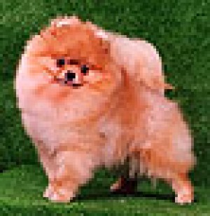 Jan-Shars Harry Potter