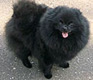 Veseli Gnom Ultra Uma